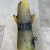 125 tdr Garde boue , lèche roue avant jaune 5ae/4fu - Yamaha